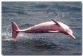 /album/fotogaleria/delfin-rosado-jpg/